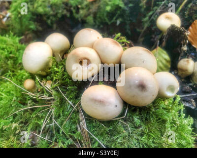 Stump puffball fungus Apioperdon pyriforme, growing on a beech tree stump near Winchester Hampshire United Kingdom Stock Photo