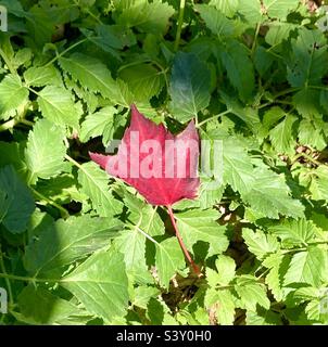 A red fall maple leaf lying on a bed of greenery. Stock Photo