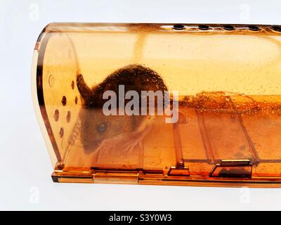 Mouse trapped in a humane mousetrap Stock Photo