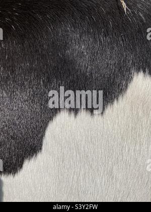 Black and white goat fur pattern Stock Photo