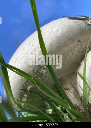 white mushrooms grow on the green meadow against blue sky Stock Photo