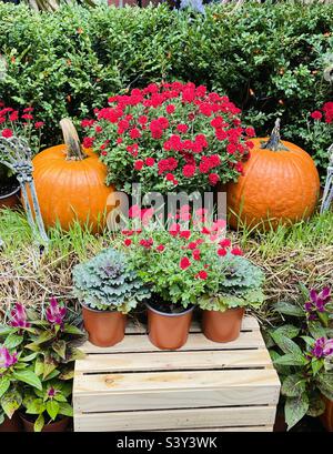 Halloween display of pumpkins and flowers Stock Photo