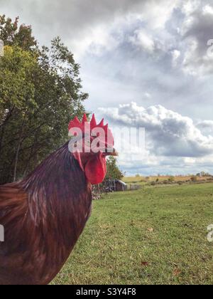 Red rooster looking toward camera in a field at the farm Stock Photo