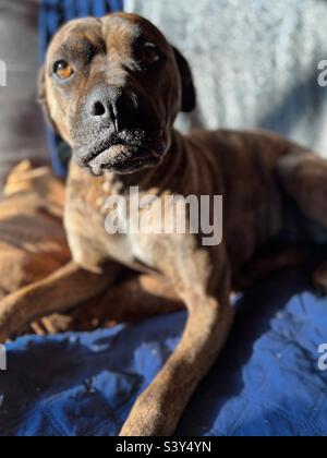 Gentle and relaxed mixed breed brindle dog lying on a couch. Stock Photo