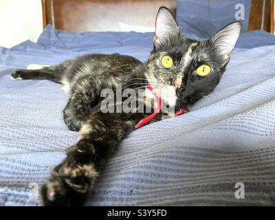 Tortoiseshell cat with yellow eyes Stock Photo
