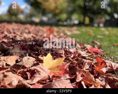 Autumn leaves on a grass field Stock Photo