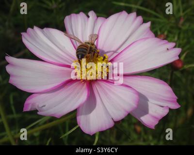 The western honey bee, European honey bee (Apis mellifera), seen from behind feeding on pink and white cosmos flower Stock Photo