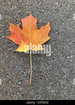 Multi colored maple leaf in New England on the road Stock Photo