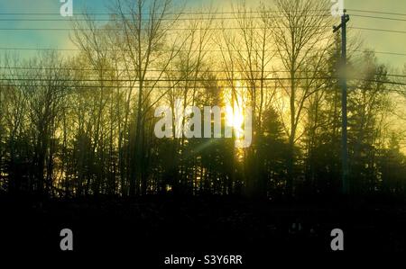 Sunrise in an urban jungle, Nova Scotia, Canada. The sun peeks through tall trees on a foggy morning. Vibrancy. Golden apples of the sun. Stock Photo