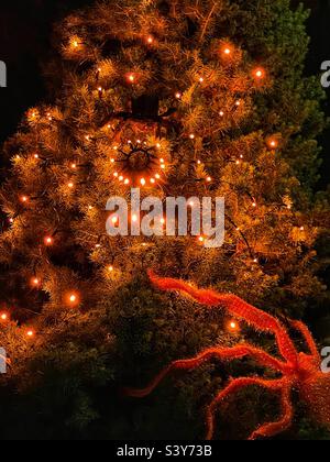 A creepy lighted Halloween decoration at a home in Utah, USA. A large orange spider crawls upward on a pine tree towards a lighted glowing cobweb “spun” by a smaller black spider. Stock Photo