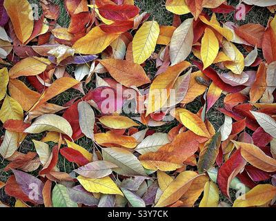 Recently fallen Autumn Ash leaves cover a backyard in Utah, USA. They make a beautiful natural abstract background with lots of colorful hues, shapes and textures. Stock Photo