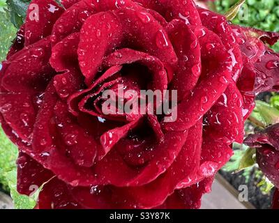 Red rose with raindrops on petals. Stock Photo