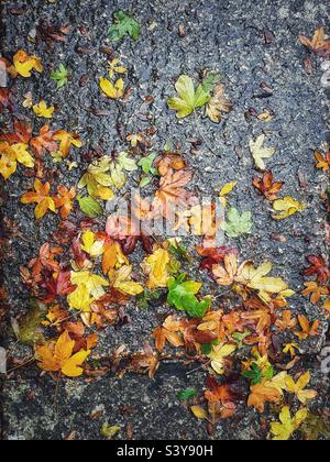 Wet autumn leaves on granite slabs Stock Photo - Alamy