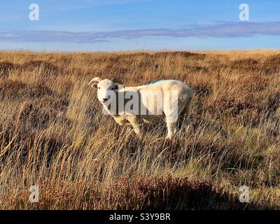 Single sheep in golden field on exmoor in Somerset England in autumn Stock Photo