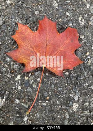 Red maple leaf on the road in New England on an October day Stock Photo