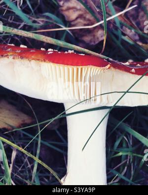 Fly agaric ((Amanita muscaria) mushroom with bright red cap, white spots and white gills. A highly toxic toadstool growing in woodland in the Autumn in England, UK. Close up side view showing detail Stock Photo
