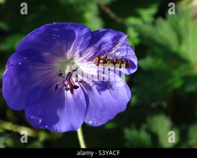 Male marmalade hoverfly (Episyrphus balteatus) with shiny thorax and open wings sitting on a purple geranium flower Stock Photo