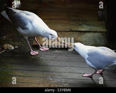Two seagulls fighting over some food . Stock Photo