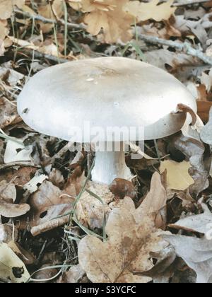 Large white mushroom growing in Autumn leaves in woodland, in England, UK Stock Photo