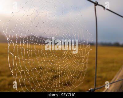 Early morning dew covered cobweb on a wire fence Stock Photo
