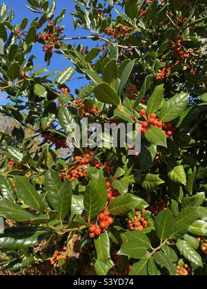 Chinese holly against a blue sky. Stock Photo