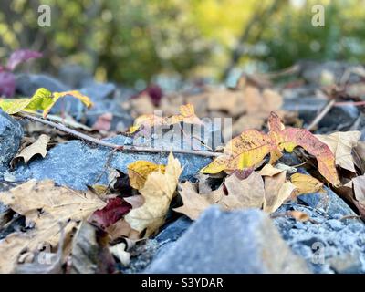 Rocks with falling leaves in Autumn color with green trees background Stock Photo