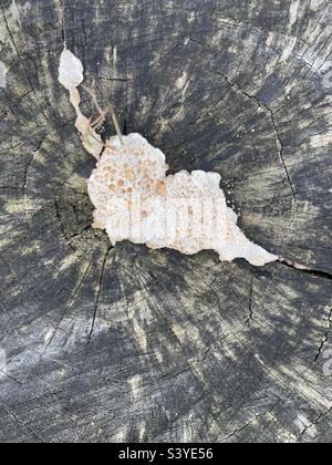 A slimy bright mushroom on an old tree stump Stock Photo
