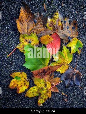 A Meeting of Leaves Stock Photo