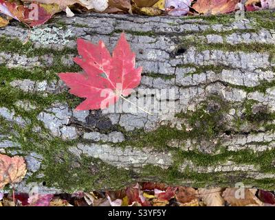 Maple leaf on a fallen log in the woods of Connecticut Stock Photo