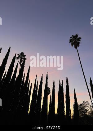 Palm trees and cypress trees at dusk against a pink & violet sky in Los Angeles California Stock Photo