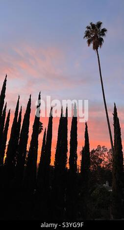 Palm tree and cypress trees against a blue and sherbet orange sky at sunset in Los Angeles California Stock Photo