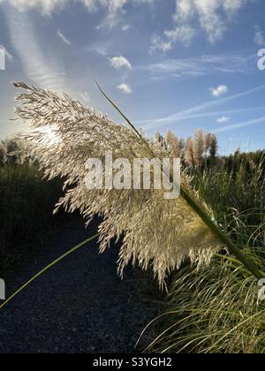 Pampas grass in sun Stock Photo