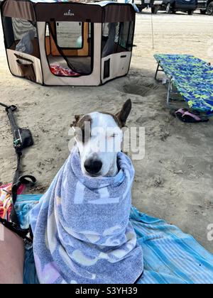A white dog with a brown patch over eye and brown ears wrapped up in a beach towel blanket on the beach with eyes half closed. Stock Photo