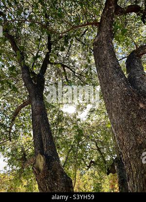 Shooting up from underneath this Hawthorn tree around midday during the fall season in Utah, USA. The sun shines down through the tree branches, leaves and berries as the tree trunks rise upward. Stock Photo