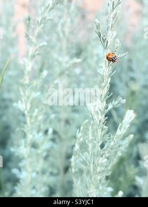 Ladybug on green grass Stock Photo