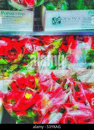 A seasonal sight, poinsettias available and on sale at many stores and retail outlets for the upcoming holiday and Christmas season. These are wrapped in cellophane, fresh from a local greenhouse. Stock Photo