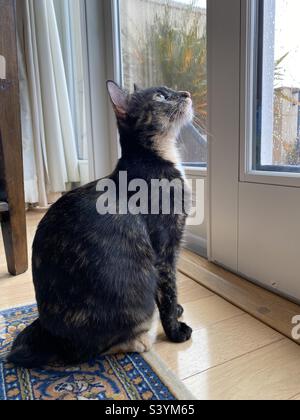 Cat watching the birds through a window Stock Photo