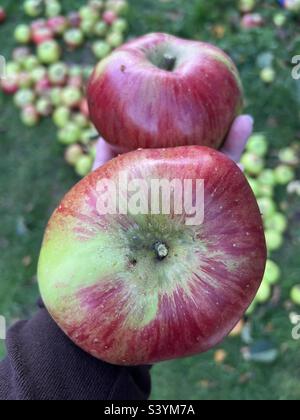 2 large red and Green cooking apples harvests from the tree in Autumn, held in hand Stock Photo