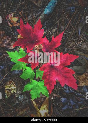 Red and green Acer rubrum leaves in October, North Carolina Stock Photo