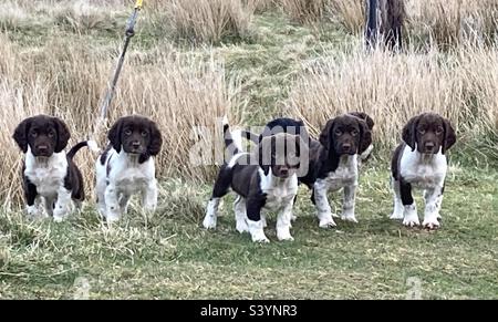 English Springer Spaniel Pups. 2022. Stock Photo