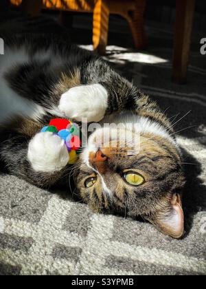 Upside down female domestic kitty cat sunbathing and holding a toy. Stock Photo