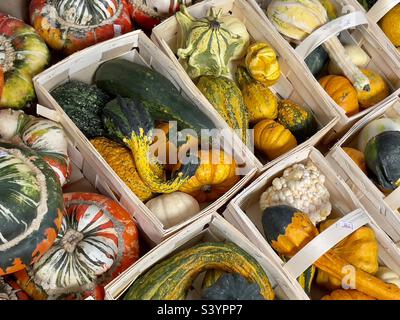 Baskets of decorative gourds or pumpkins on sale in a Worcestershire farm shop Stock Photo