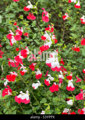 Hot Lips Salvia is a bicolor red and white perennial in the sage family of plants. Stock Photo