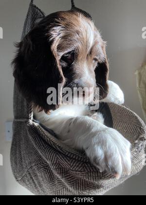 English Springer Spaniel Puppy.  Weekly puppy weigh-in. Stock Photo