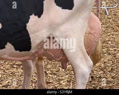 Holstein dairy cow with swollen and uncomfortable udders bursting full of milk on display at the Devon country show. Prize winning cattle with veiny udder and teats representing the uk dairy industry Stock Photo