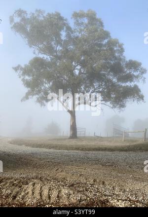 Eucalyptus tree in early morning fog Stock Photo