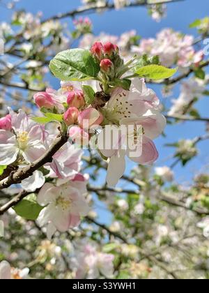 Apple blossom against a bright blue sky in an apple orchard in early summer, Somerset, England. A small green spider finds a home in the apple blossom flowers Stock Photo