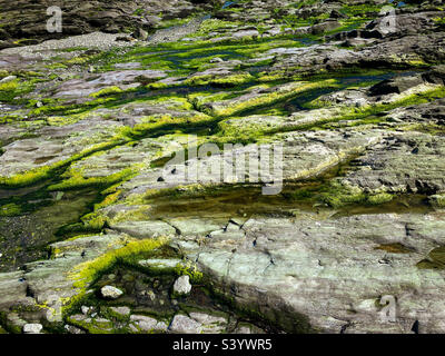Rocks and seaweed full frame background texture. A mobile phone photo with some phone or tablet post processing. Stock Photo