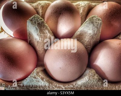 Free range organic eggs in egg box Stock Photo