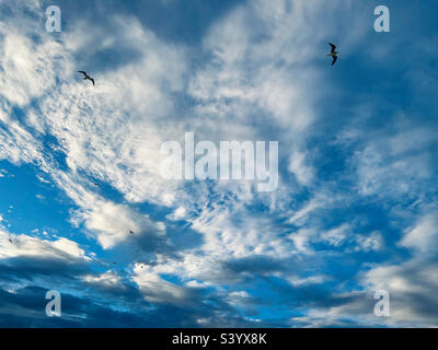 Flying seagulls against blue sky Stock Photo